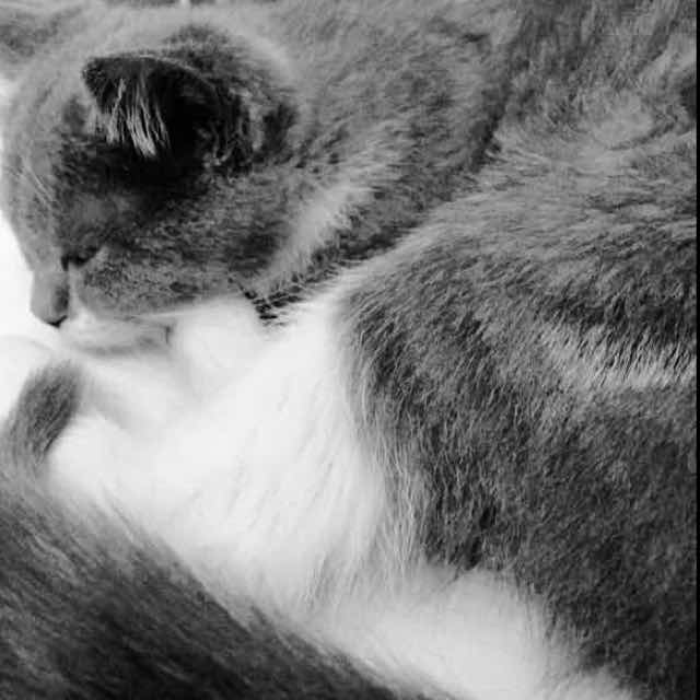 薛定谔的黑猫警长 头像