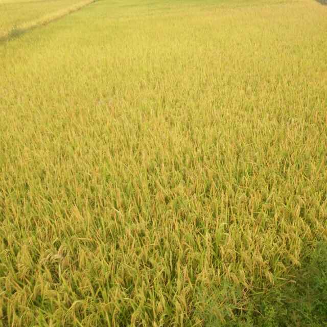 一连三班    李继康 头像