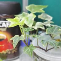 克里斯骑士 头像