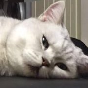 二缺熊欢乐多 头像