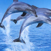 而我这个天才 头像