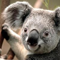 中国风1991 头像