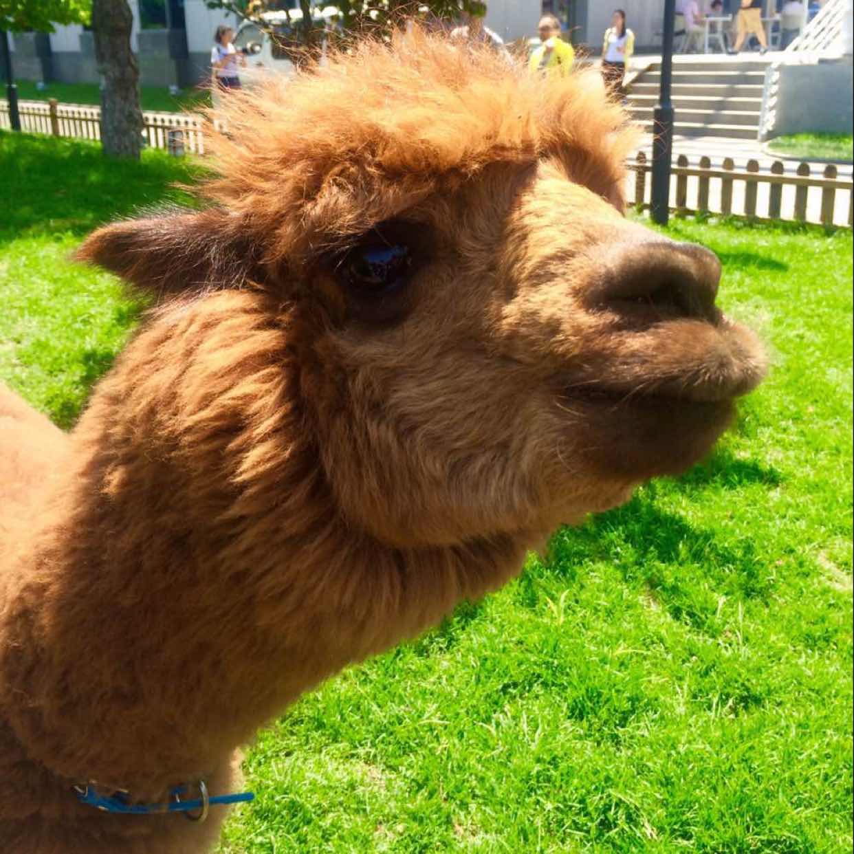 单车变三轮 头像