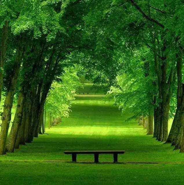 倚楼思伶幽兰开 头像