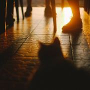 杀不死的美少女 头像