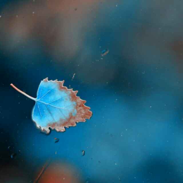 freedom石头 头像