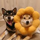 不知道发生了什么 头像