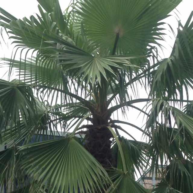 Clearsky L. Karma 头像