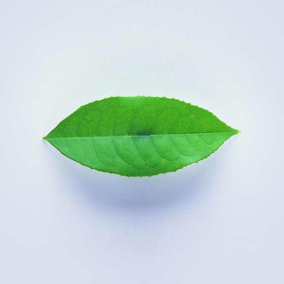 櫻椛雨絡巴黎岸 头像