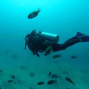 小鱼儿安然 头像