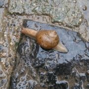 蜗牛的快乐与领悟 头像