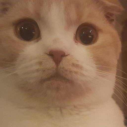 好好学习报效祖国 头像