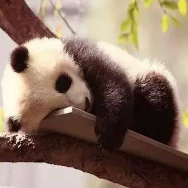 金额我就比较 头像