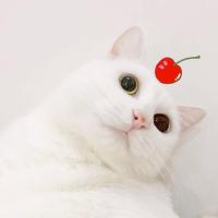 嘘嘘_Ceasar 头像