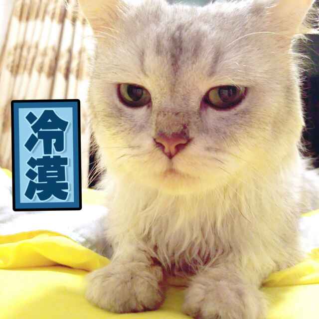 bling大猫儿 头像