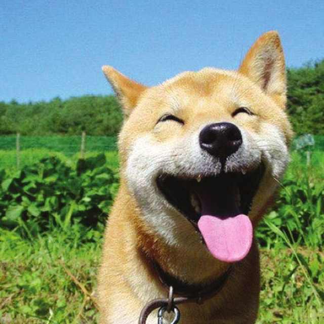 何处烤地瓜 头像