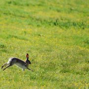 草原上奔跑的小兔子 头像