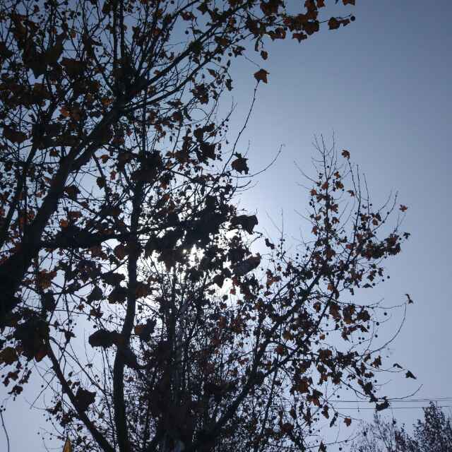 天天向上125 头像