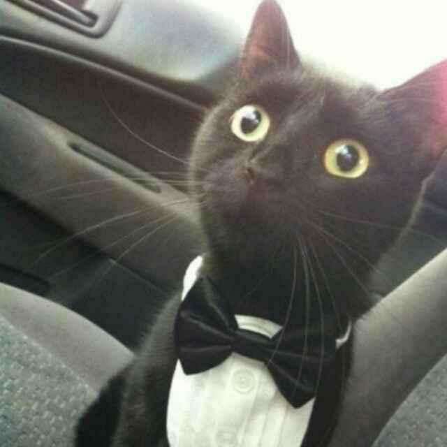 郑鑫&Summer 头像