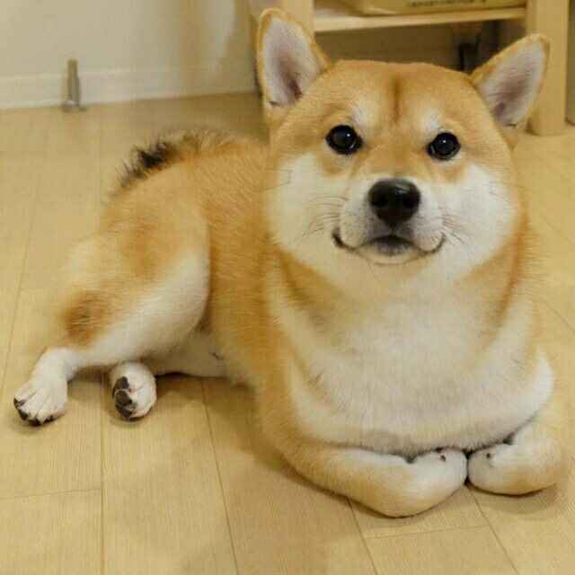 摩卡不加糖 头像