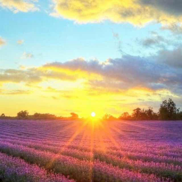 苦中一点甜 头像