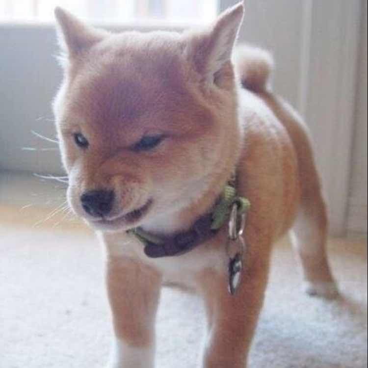 summer19911125 头像