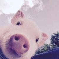 村口老陈头 头像