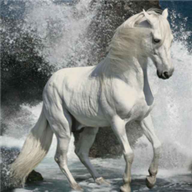 白驹过隙-钱 头像