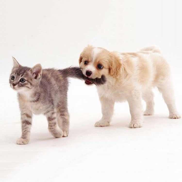 木头和马尾 头像