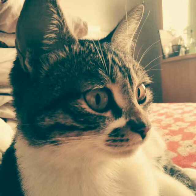 又丢一只猫 头像