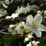 咕咕咕咕叽叽叽叽 头像