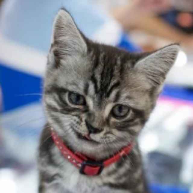 淅沥淅沥哗啦啦 头像