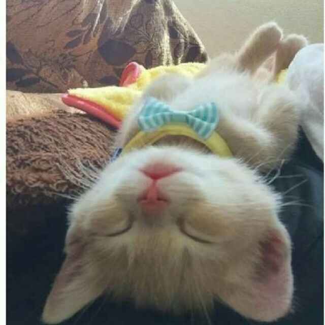 梦里    头像