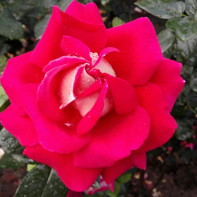 李桂娥(Scarlet) 头像