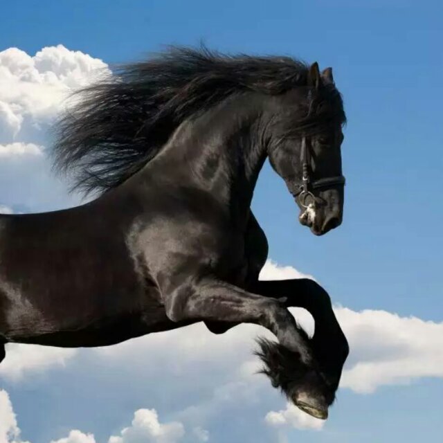 博（木鱼） 头像