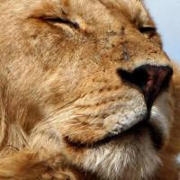 放羊的叔叔 头像