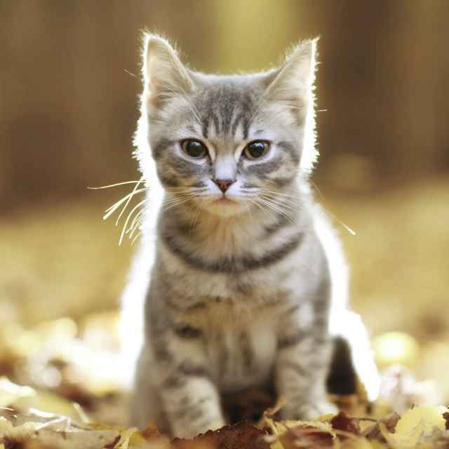 ya tebya lubliu 头像