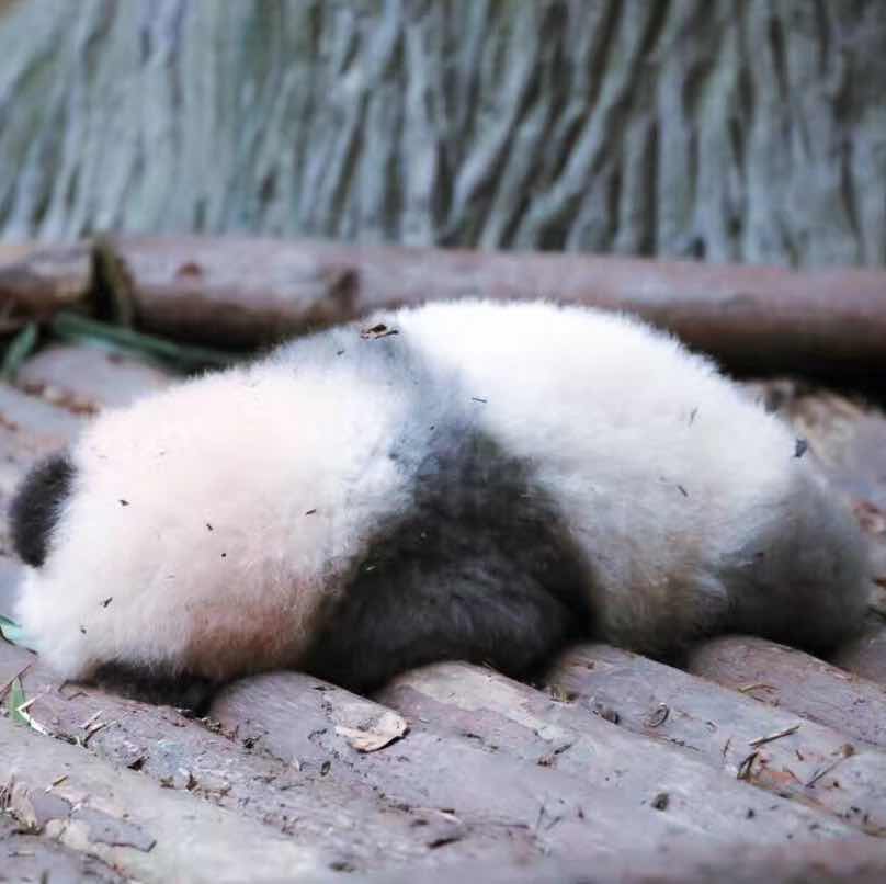 ¼🐼 头像