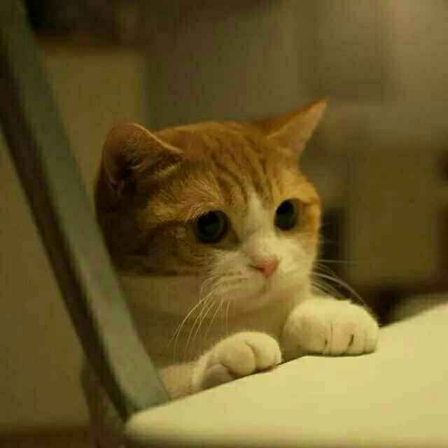 自律给我自由 头像