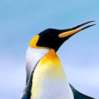 Anastasia芳昱 头像