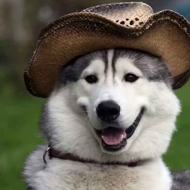 Stay hungry ,stay foolish 头像