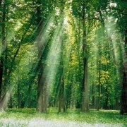 母鸡之死hensi 头像