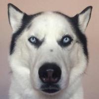 蜻蜓队长本人 头像