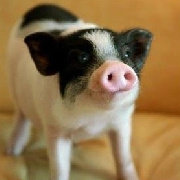 你的哮天犬在那边 头像