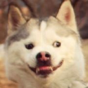 峰的V世界 头像