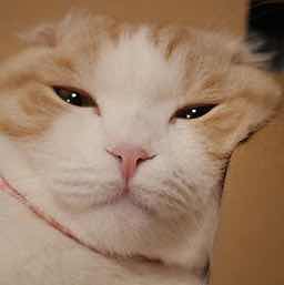 【安阳】就是这样喵😼 头像