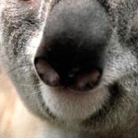 我是一只大木头 头像