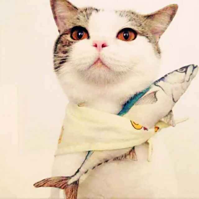 王小码🐒 头像