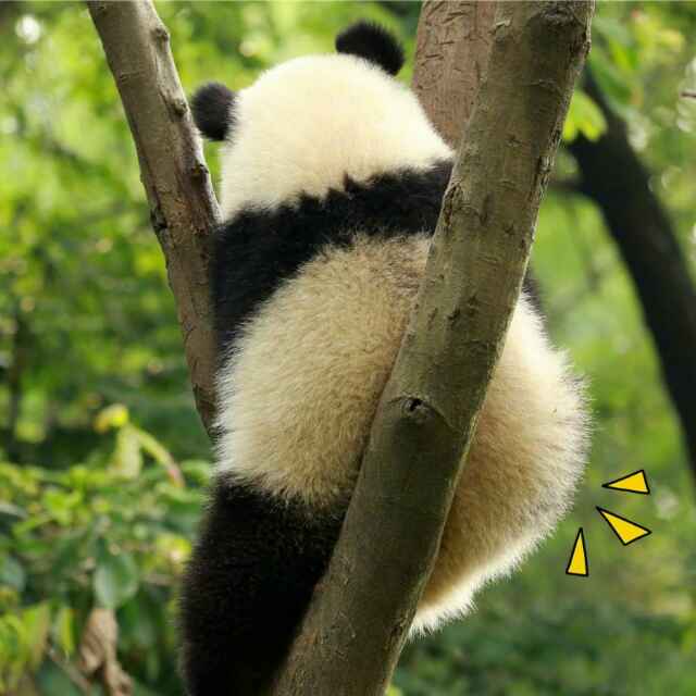 西西复嘻嘻 头像