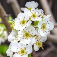 梨花花花花 头像